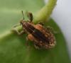 Hypera sp.